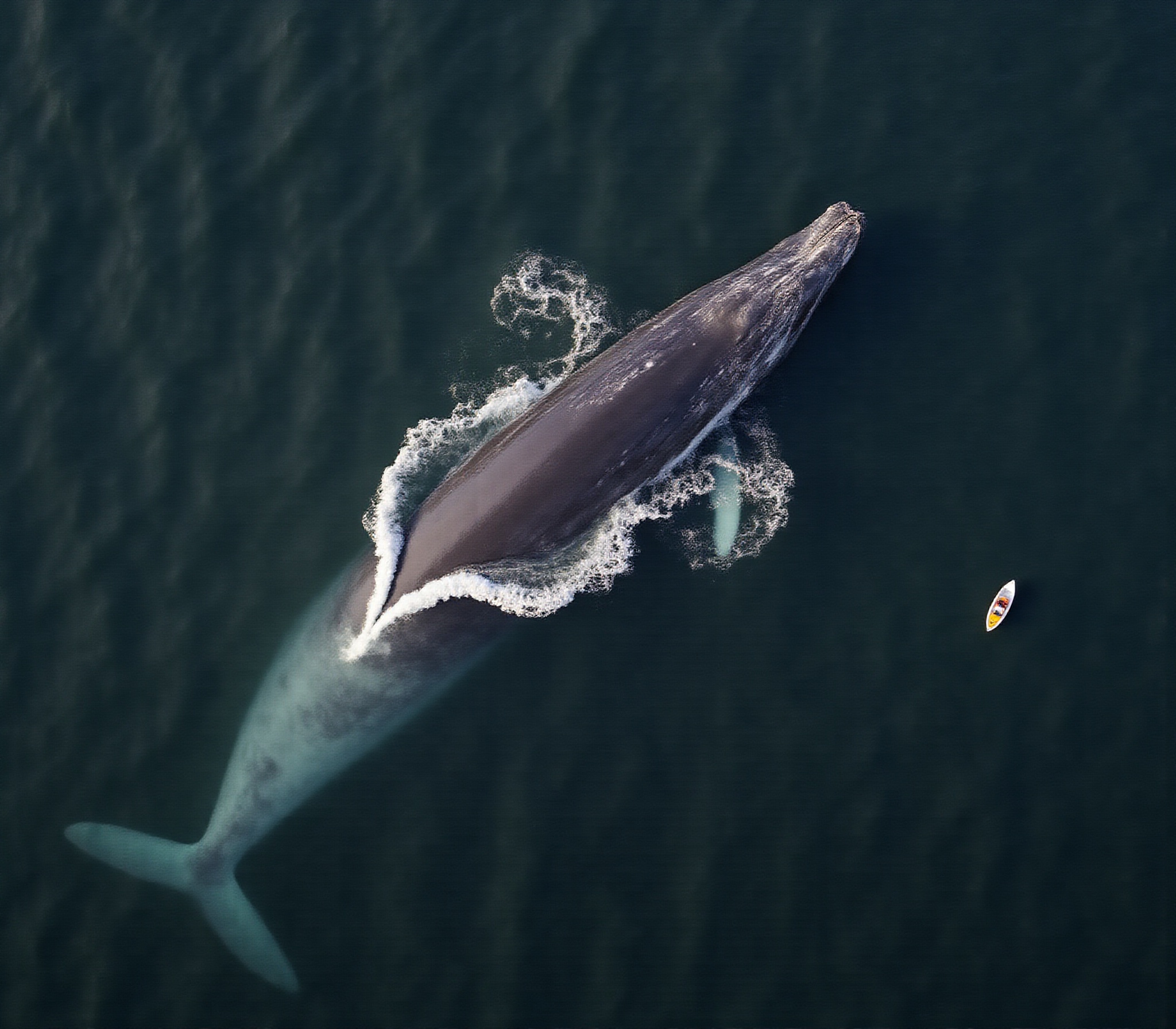 Blue Whale off Mirissa