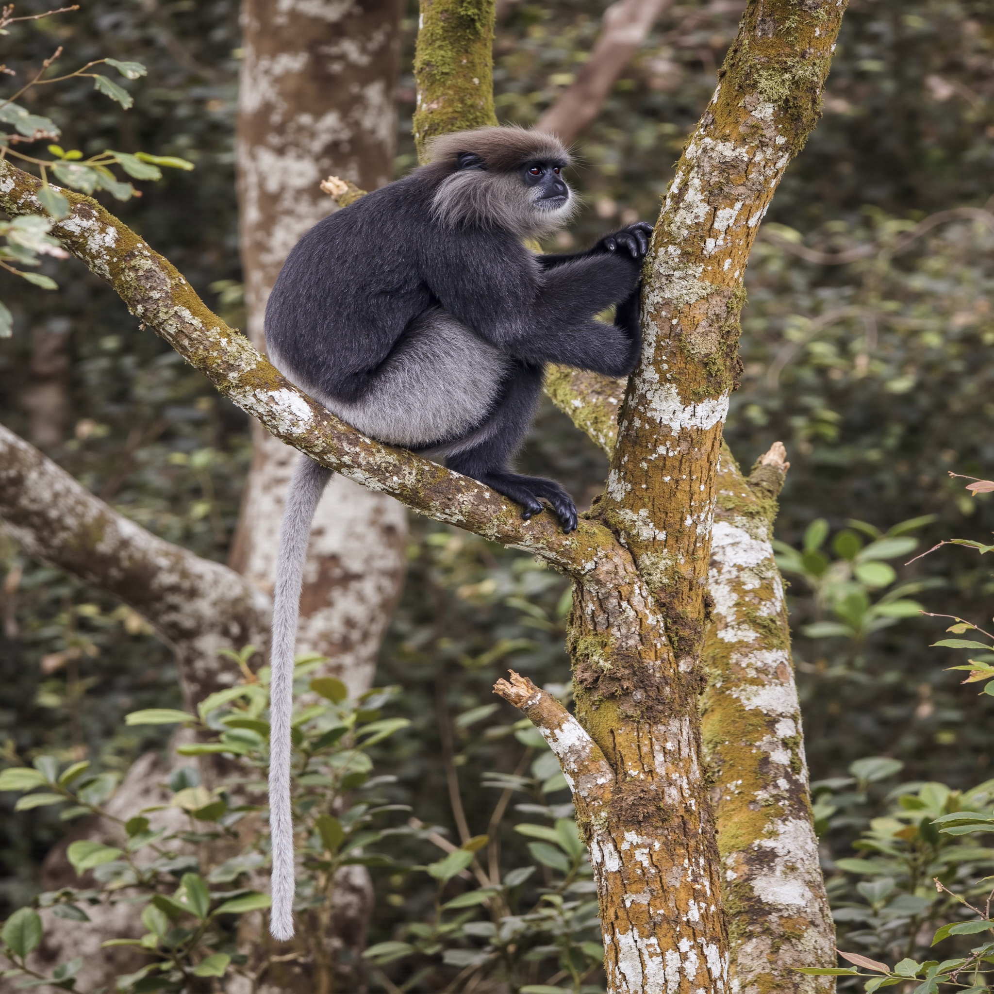 Purple-faced Langur