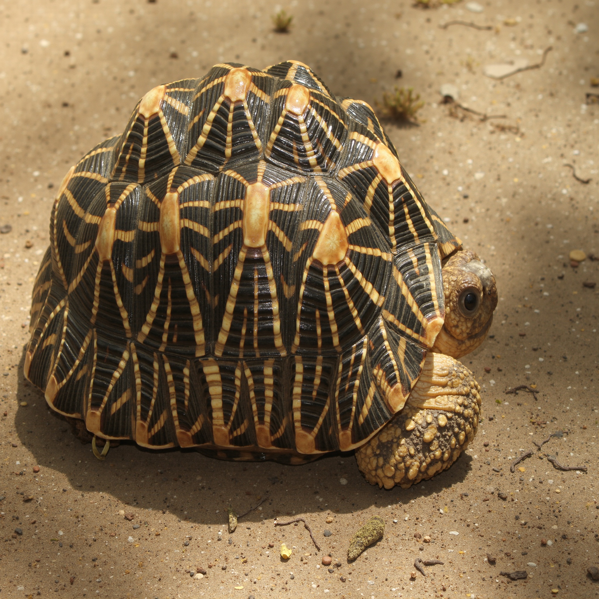 Sri Lankan Star Tortoise